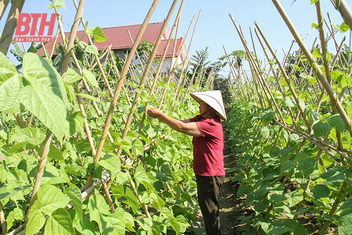 Bá Thước triển khai điều chỉnh quy hoạch, kế hoạch sử dụng đất