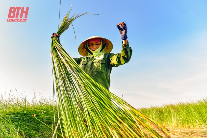 Nắng nóng gay gắt, nông dân xứ Thanh dựng lều thu hoạch cói