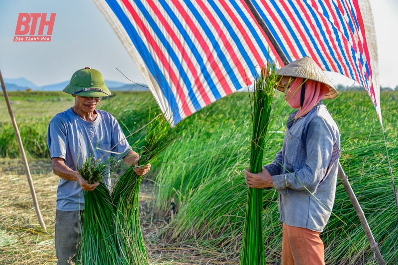 Nắng nóng gay gắt, nông dân xứ Thanh dựng lều thu hoạch cói