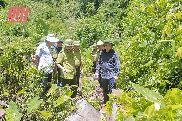 Xử lý nghiêm các đối tượng chặt phá rừng