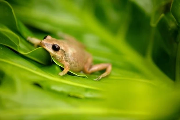 Biến đổi khí hậu đang đẩy nhiều loài lưỡng cư tới nguy cơ tuyệt chủng