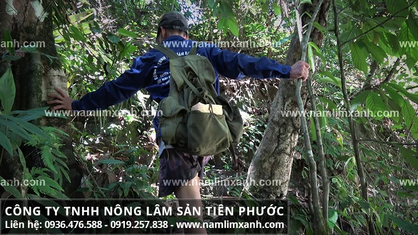 Mua nấm lim xanh ở đâu uy tín tác dụng dược chất cao?