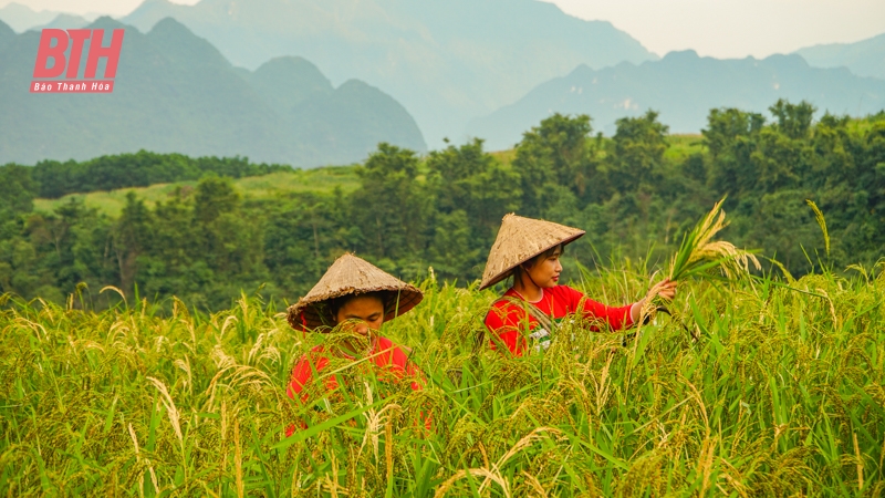 Rực rỡ mùa vàng trên đỉnh Pù Luông