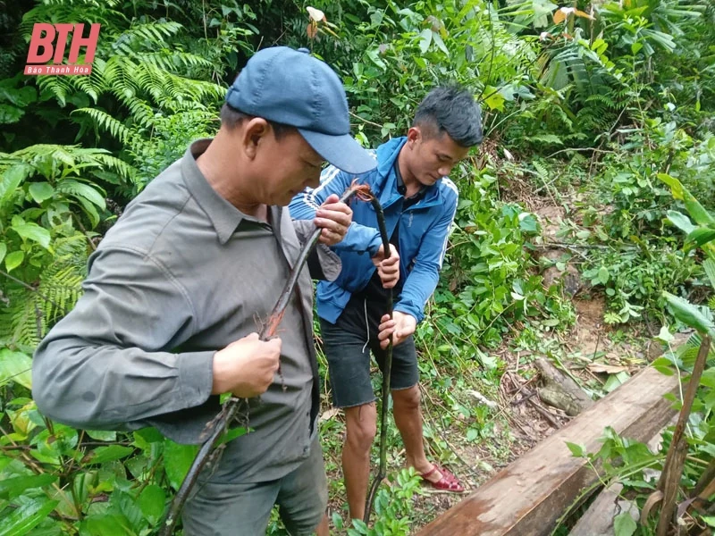 Như Xuân: Hai trường hợp bị xử phạt hơn 50 triệu đồng do khai thác rừng trái pháp luật