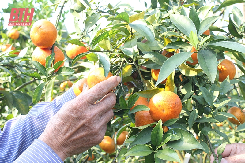 Cao Sơn, “trái ngọt” đầu mùa