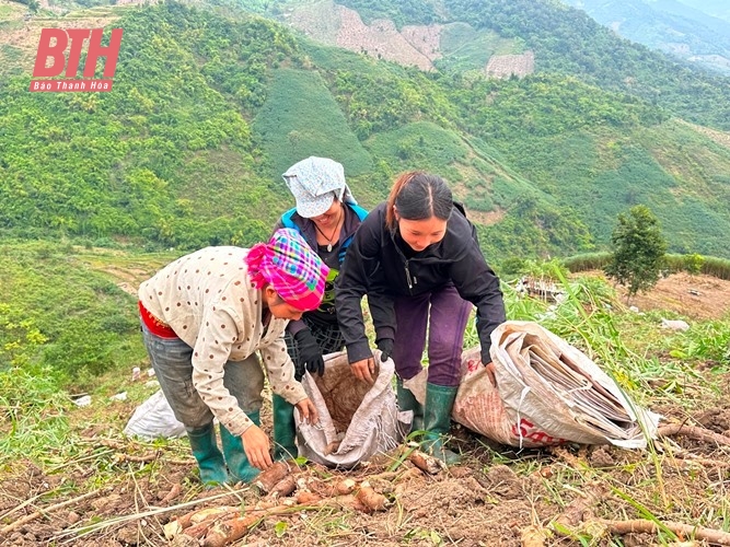 Mùa thu hoạch sắn ở Mường Lát