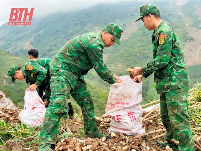 Mùa thu hoạch sắn ở Mường Lát