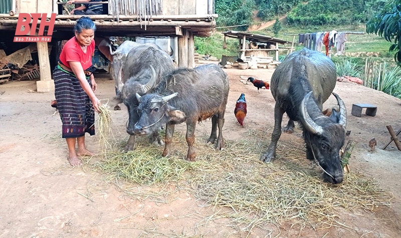 Quan Sơn tập trung cho công tác giảm nghèo bền vững