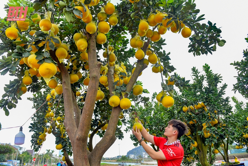 Bưởi “siêu quả”, quất mini xuống phố đón tết sớm