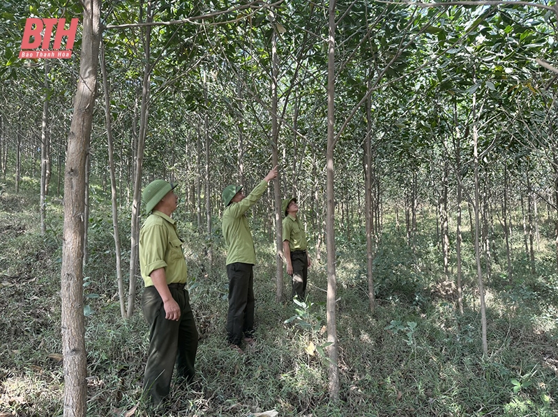 Ban Quản lý rừng phòng hộ Như Thanh nâng cao chất lượng, hiệu quả rừng trồng mới