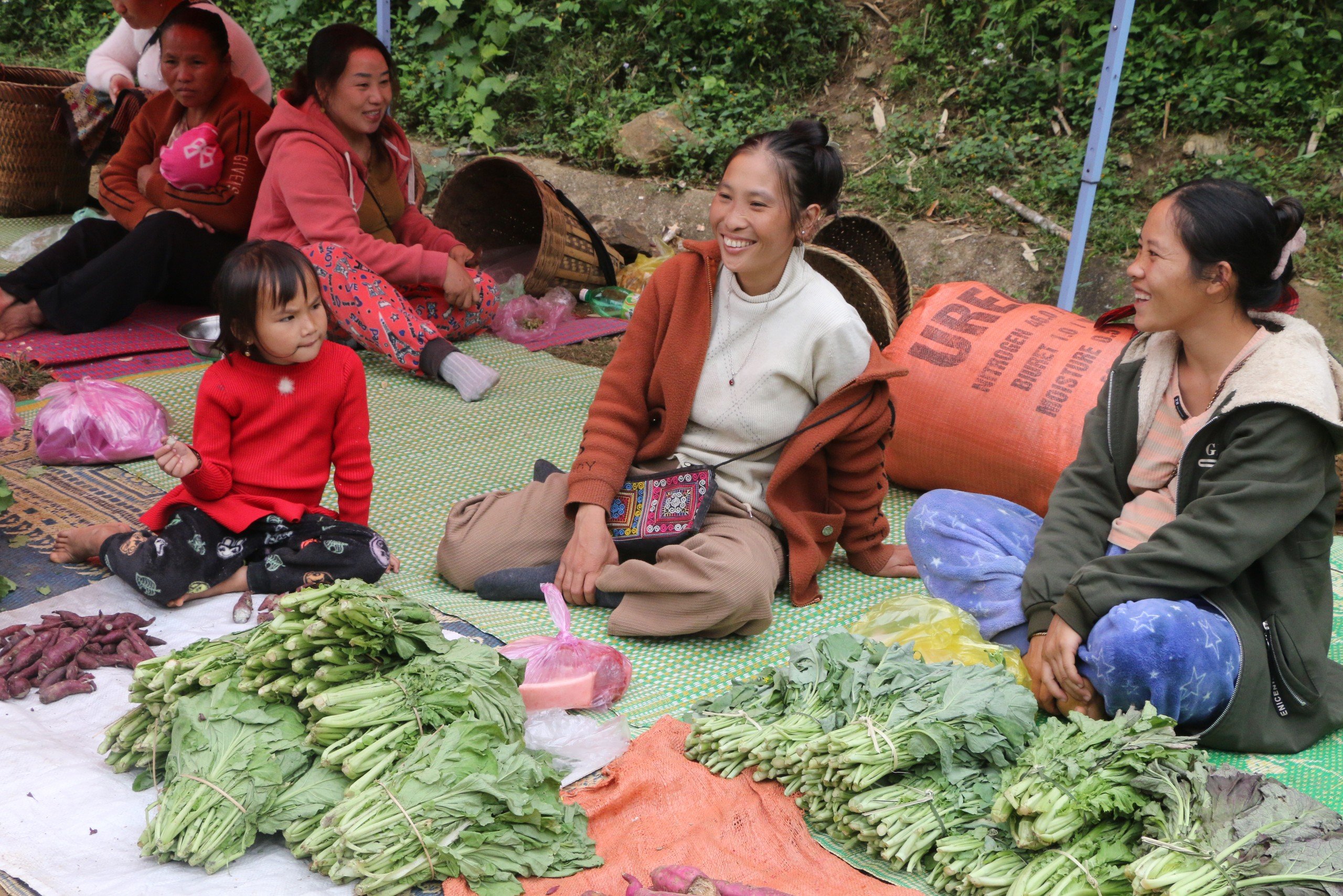 Cải mèo, quà của non cao