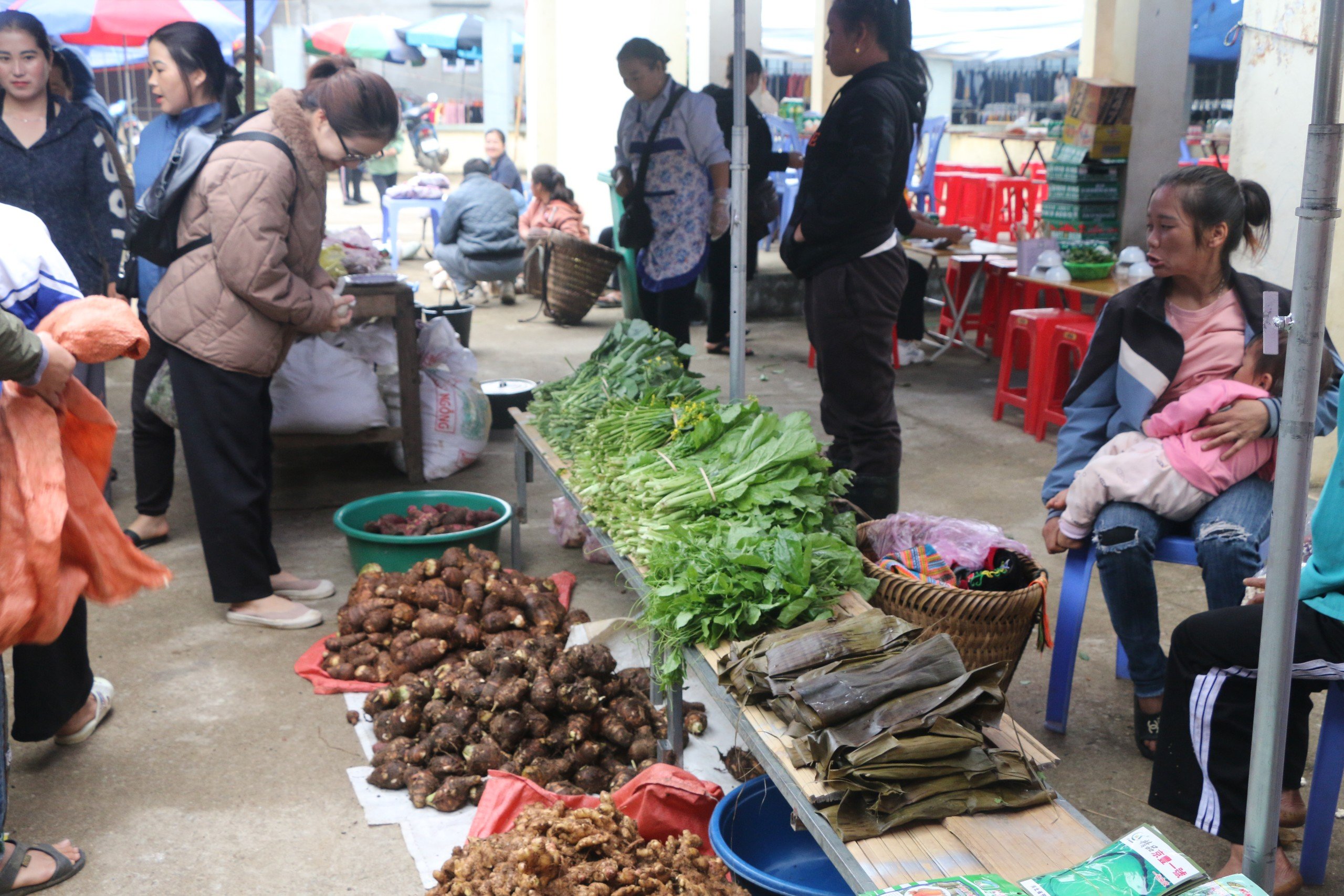 Cải mèo, quà của non cao