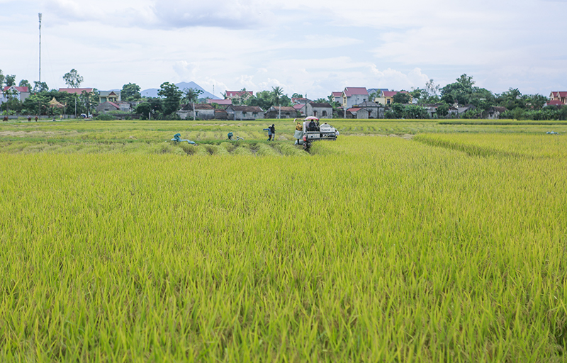 Thúc đẩy sản xuất nông nghiệp sang kinh tế nông nghiệp