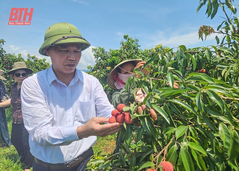 Xuân về trên quê hương Châu Ngọc