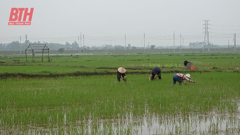 Như Thanh đẩy mạnh thực hiện nhiệm vụ phát triển kinh tế - xã hội năm 2024