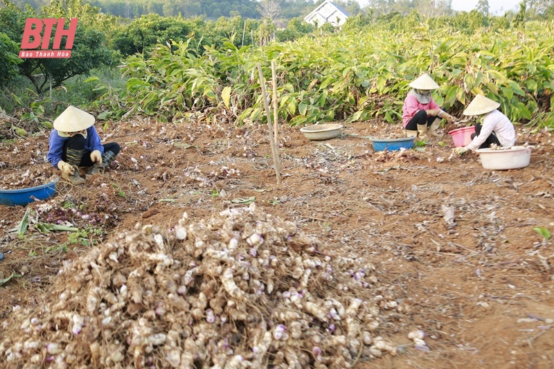 Ngọc Lặc khai thác hiệu quả quỹ đất nông nghiệp