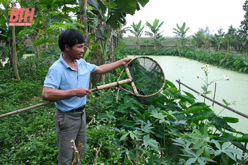 Nuôi ốc nhồi cho lợi nhuận gần nửa tỷ đồng mỗi năm