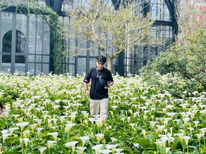 Đến Fansipan đón “khúc giao mùa” của những loài hoa