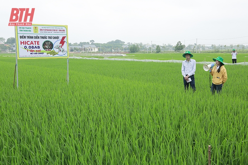 Thực hiện các biện pháp diệt chuột bảo vệ sản xuất