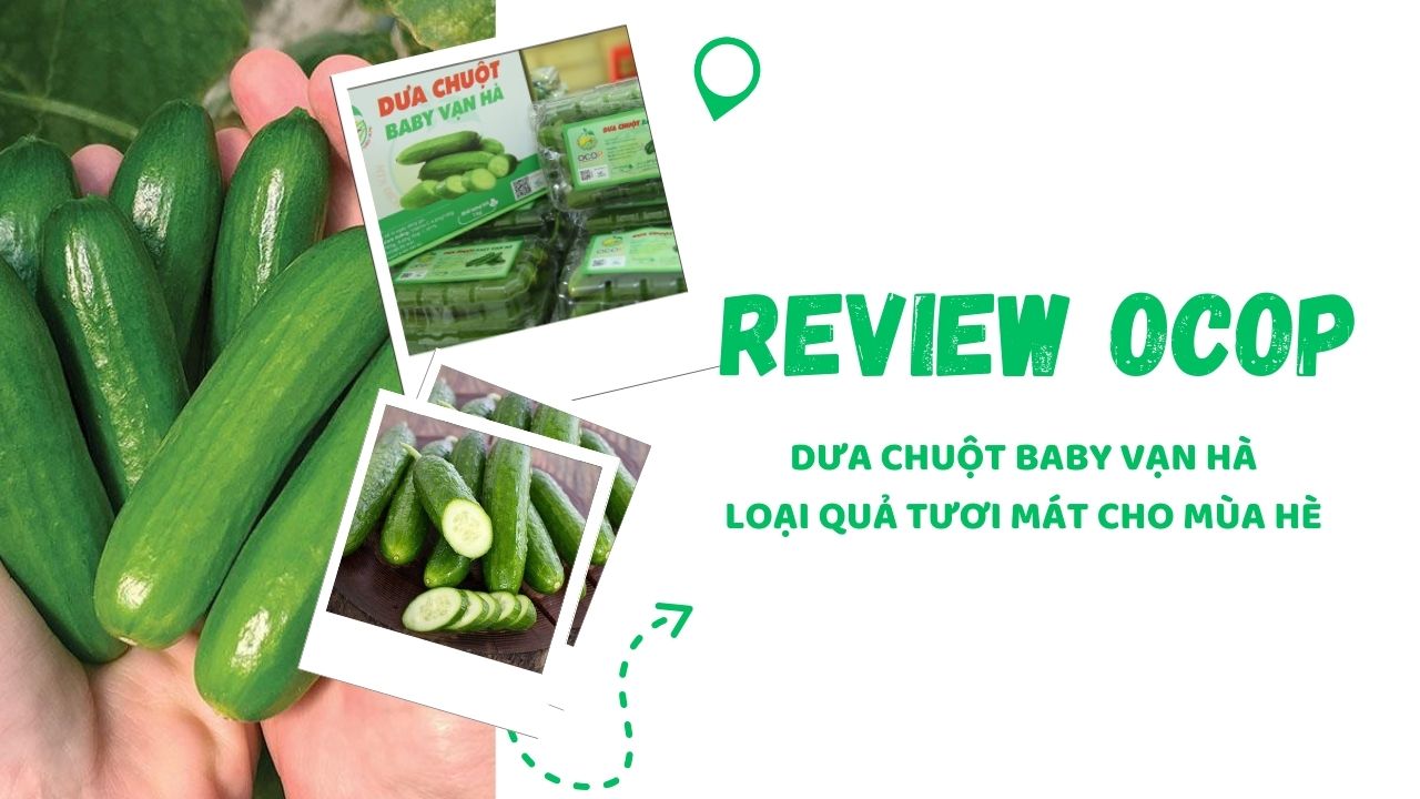 [REVIEW OCOP] Dưa chuột baby Vạn Hà - Loại quả tươi mát cho mùa hè