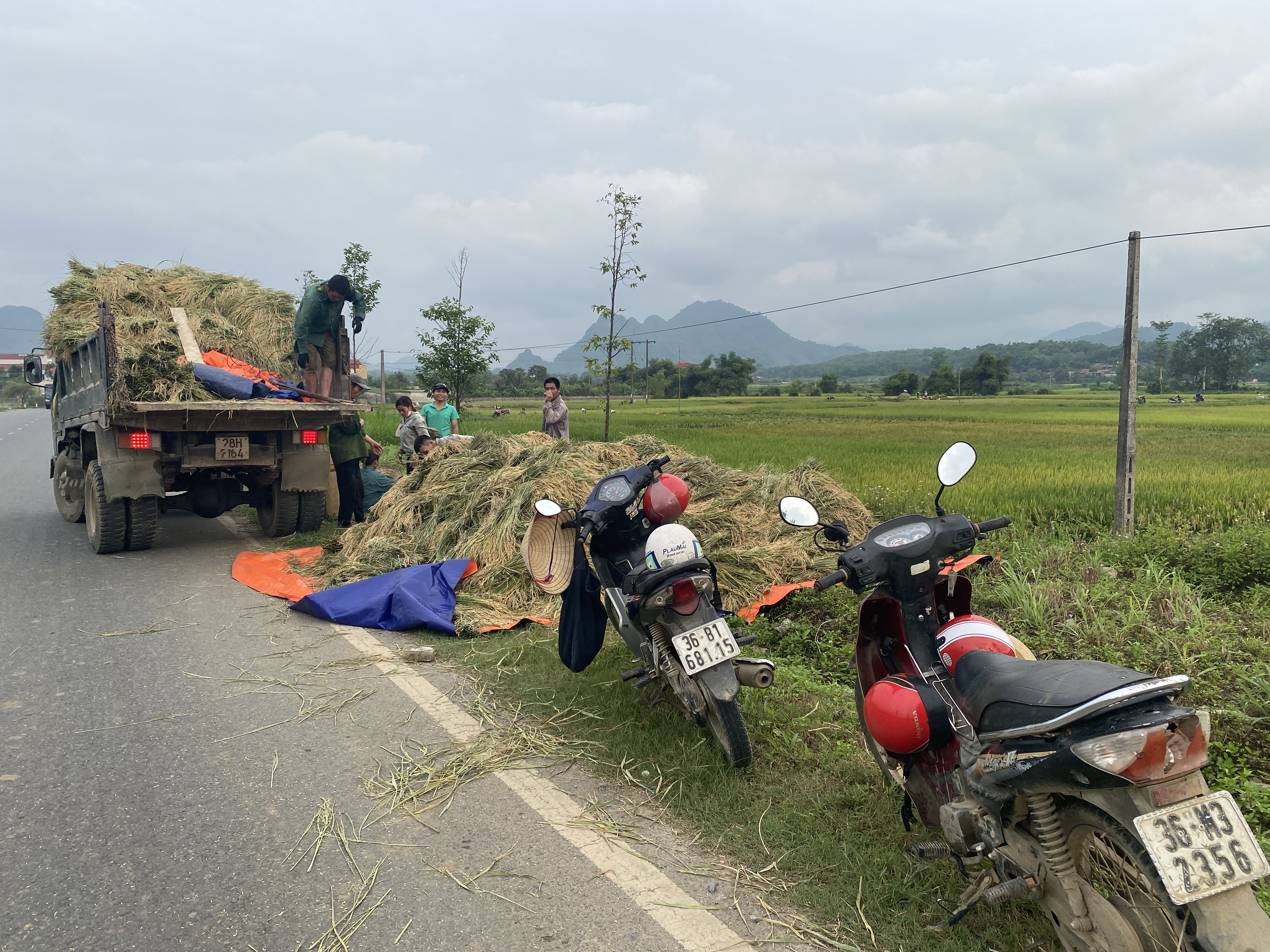 Bá Thước: Nhân dân xuống đồng thu hoạch lúa chiêm xuân