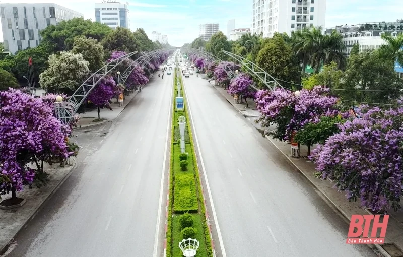 Thành phố tràn sắc tím bằng lăng