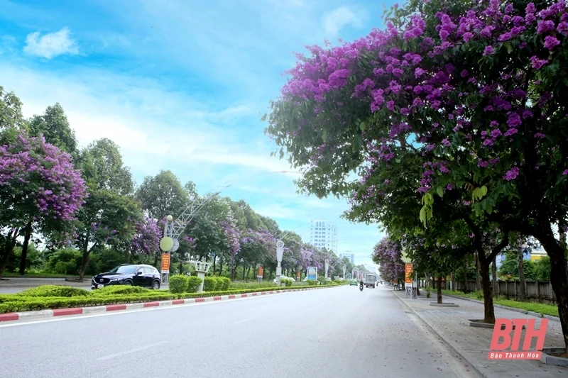 Thành phố tràn sắc tím bằng lăng