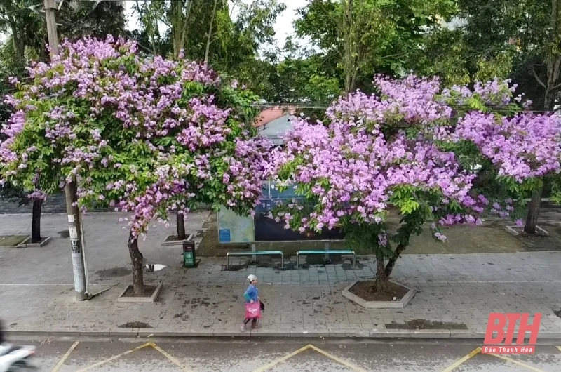 Thành phố tràn sắc tím bằng lăng