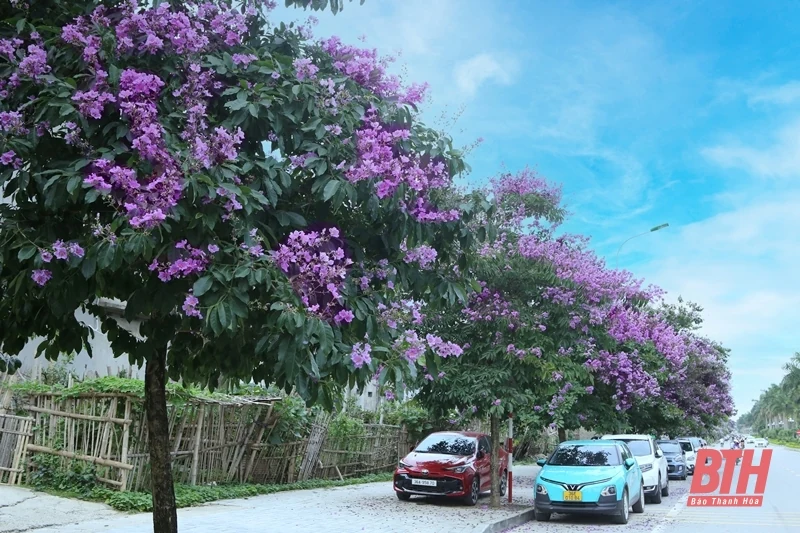 Thành phố tràn sắc tím bằng lăng