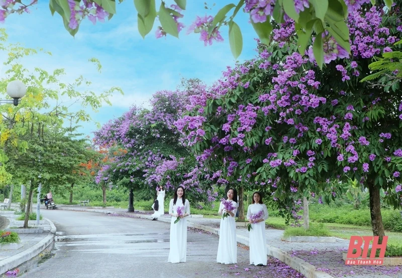 Thành phố tràn sắc tím bằng lăng