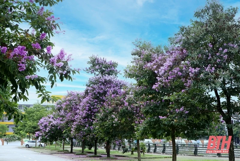 Thành phố tràn sắc tím bằng lăng
