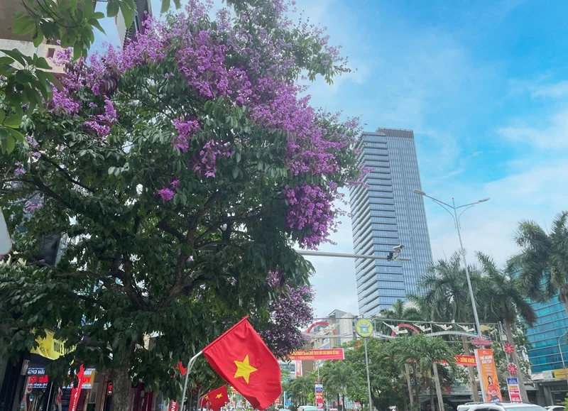 Thành phố tràn sắc tím bằng lăng