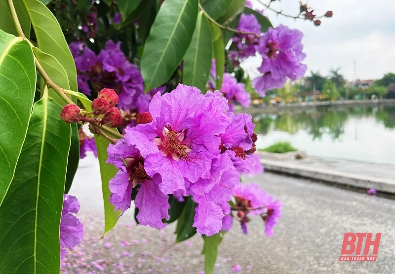 Thành phố tràn sắc tím bằng lăng