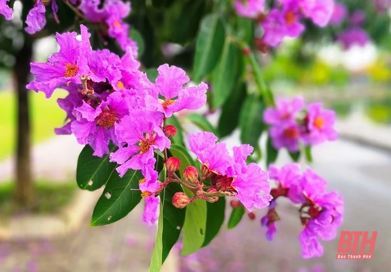Thành phố tràn sắc tím bằng lăng