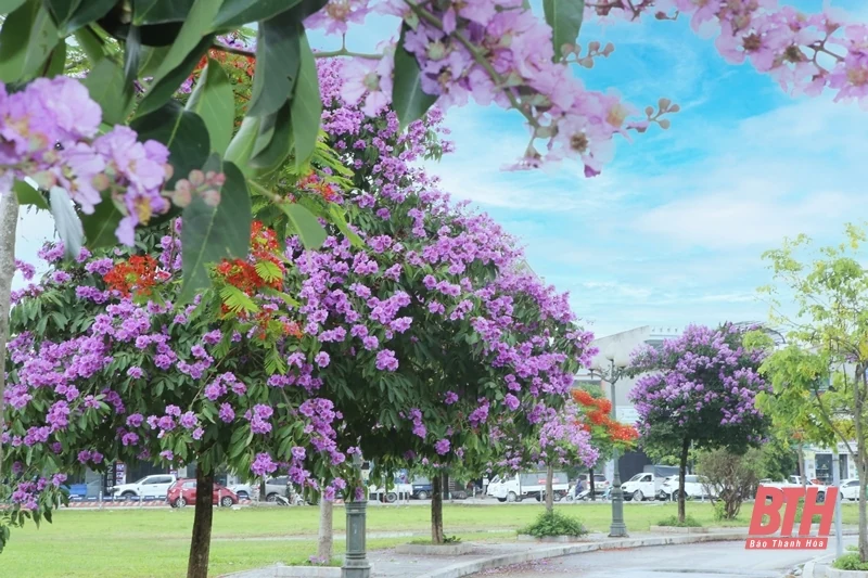 Thành phố tràn sắc tím bằng lăng