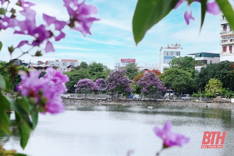 Thành phố tràn sắc tím bằng lăng