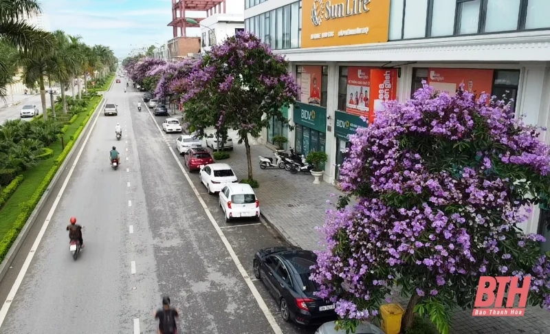Thành phố tràn sắc tím bằng lăng