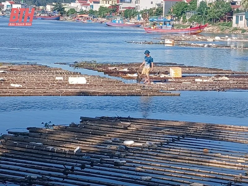 Xử lý dứt điểm tình trạng nuôi cá lồng, bè tự phát