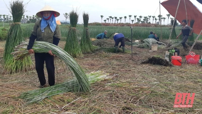 Nỗi niềm người dân làng cói