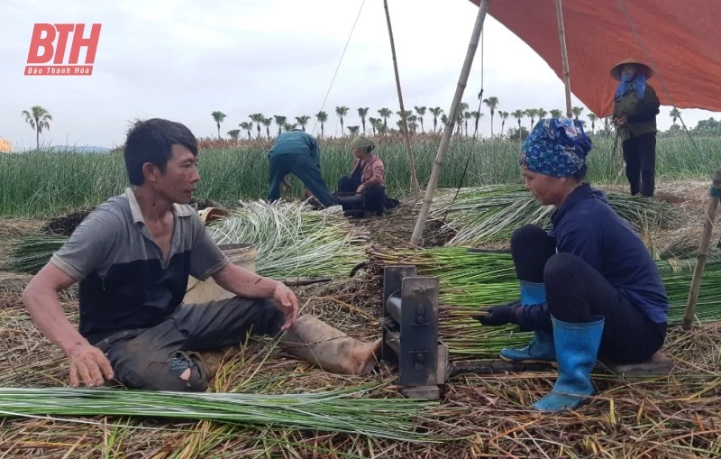 Nỗi niềm người dân làng cói