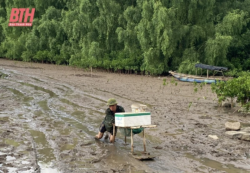 Mưu sinh dưới tán rừng ngập mặn