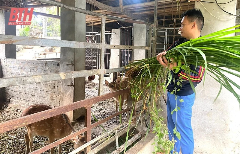 Triển vọng từ mô hình nuôi hươu sao