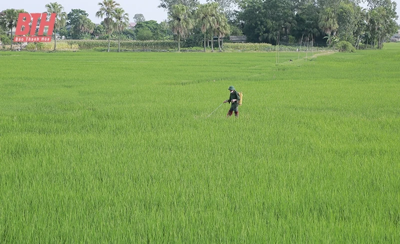 Thực hiện vao m88 biện pháp phòng, trừ sâu bệnh cho lúa thu mùa