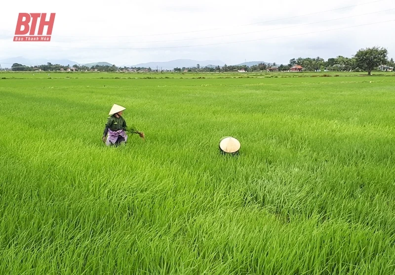 Quảng Xương xây dựng vùng sản xuất lúa tập trung, năng suất, chất lượng cao