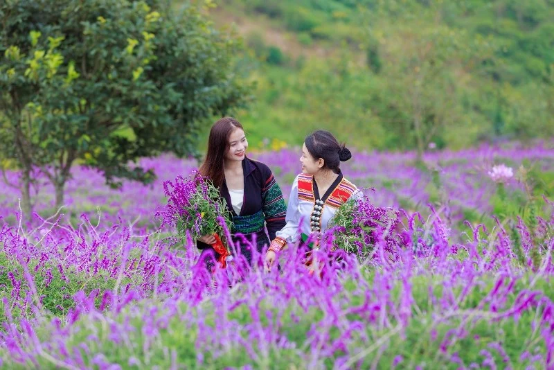 Báo quốc tế trầm trồ trước “bảng màu” đầy mê hoặc của Sa Pa ngày thu