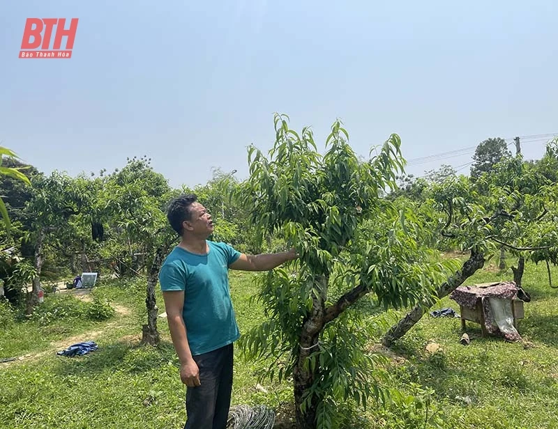 dang nhap m88 Làm vườn và Trang trại tỉnh góp phần nâng cao hiệu quả sản xuất nông nghiệp