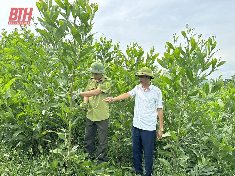 Nâng cao chất lượng, hiệu quả link đăng nhập m88 trồng tại Ban Quản lý link đăng nhập m88 phòng hộ Như Thanh