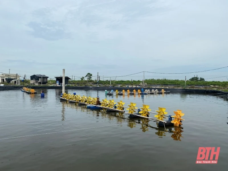 Người dân chủ động gia cố, bảo vệ diện tích nuôi trồng thủy sản trước ảnh hưởng của bão số 3