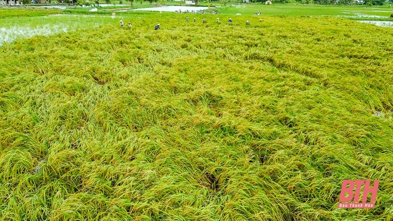 Nông dân Thanh Hóa hối hả ra đồng cứu lúa sau bão Yagi