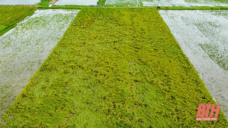 Nông dân Thanh Hóa hối hả ra đồng cứu lúa sau bão Yagi